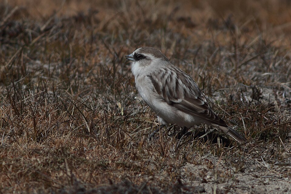 White-rumped Snowfinch