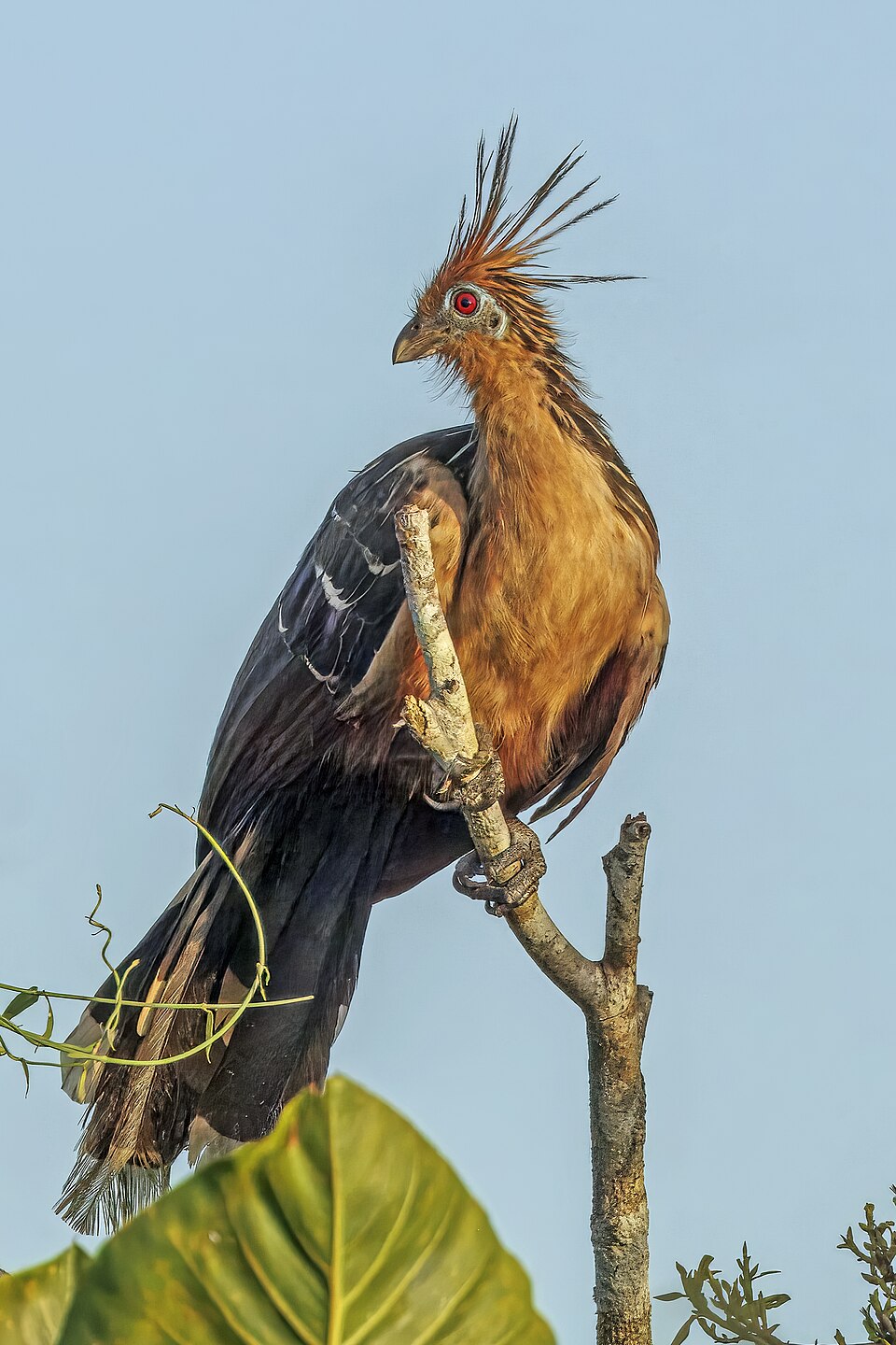 Hoatzin