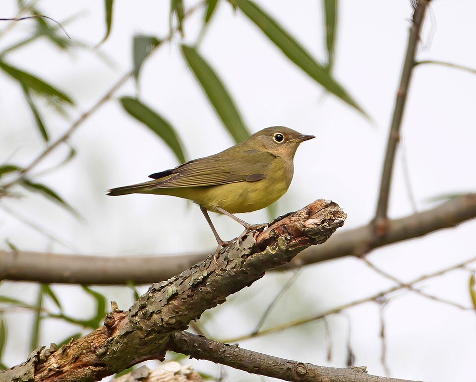 Connecticut Warbler
