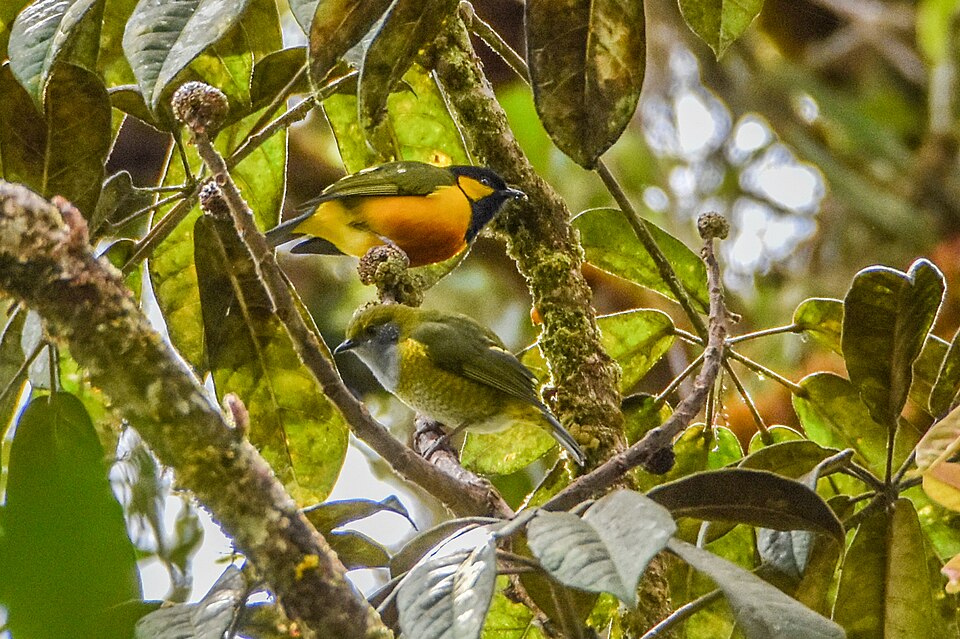 Tit Berrypecker
