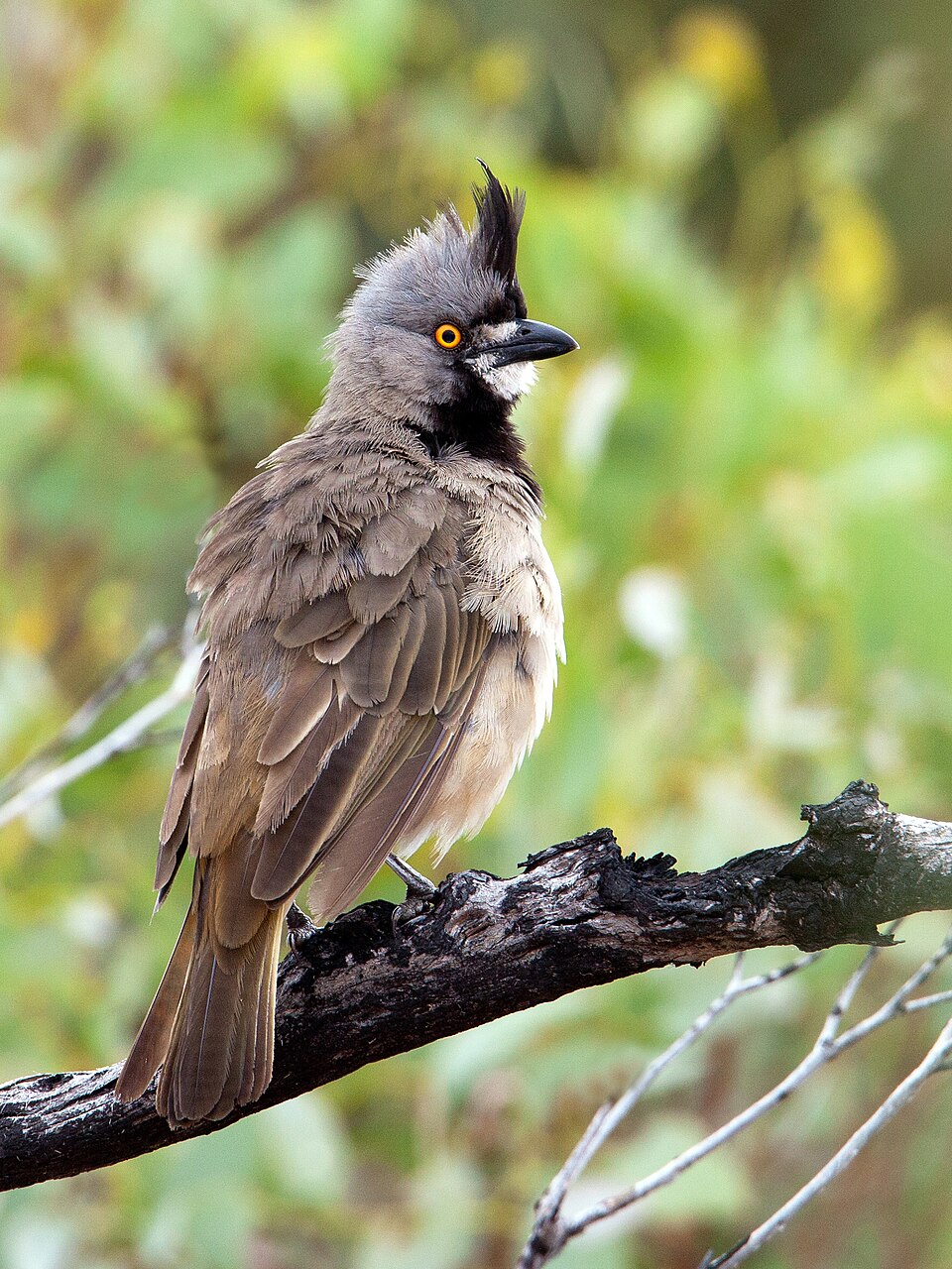 Crested Bellbird