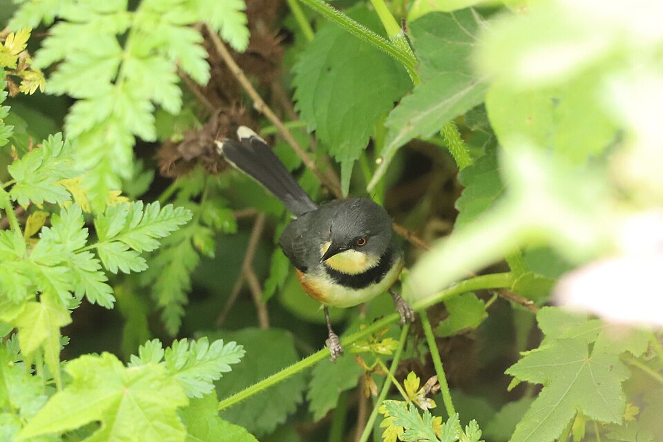 Black-collared Apalis