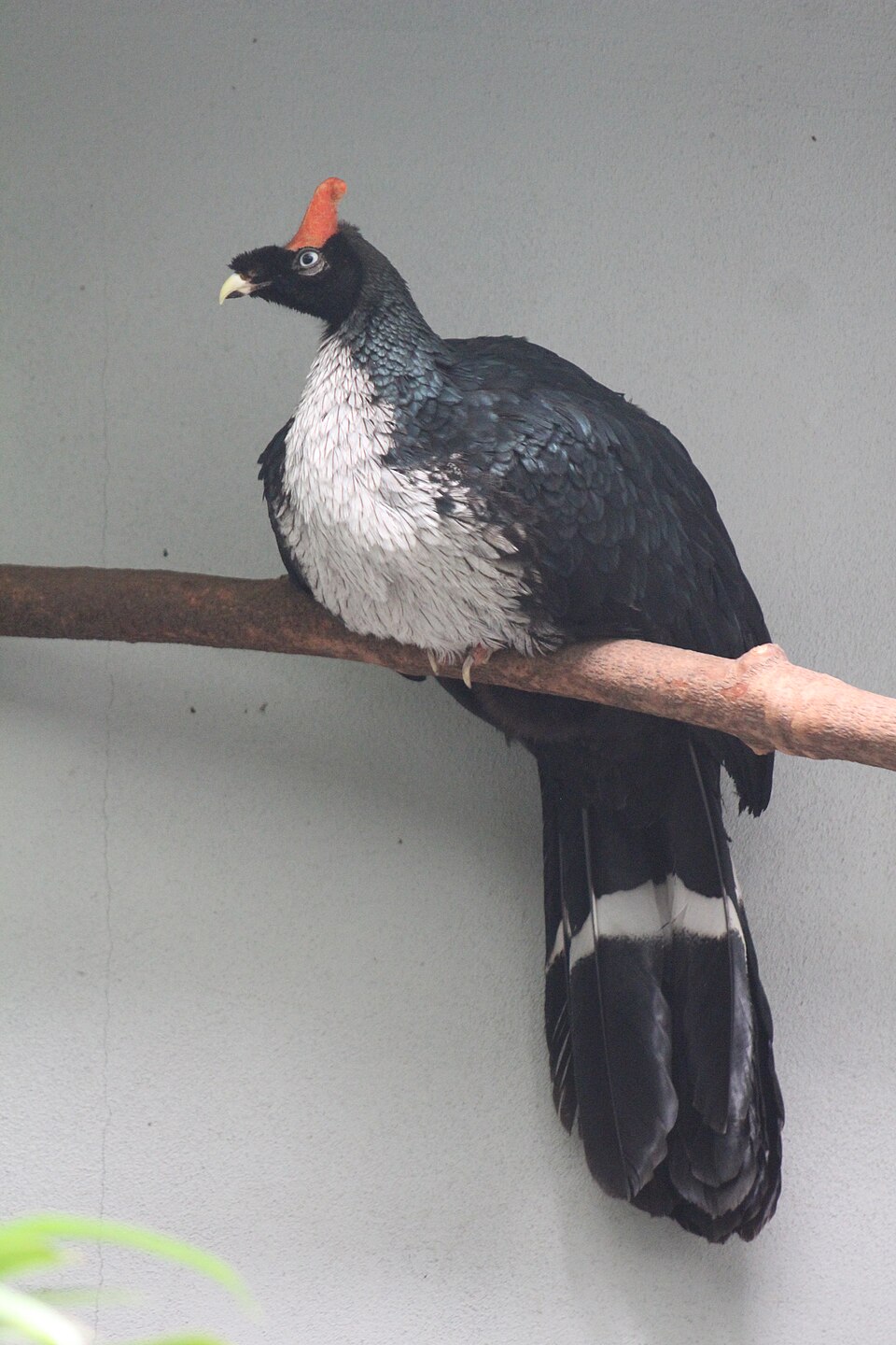 Horned Guan
