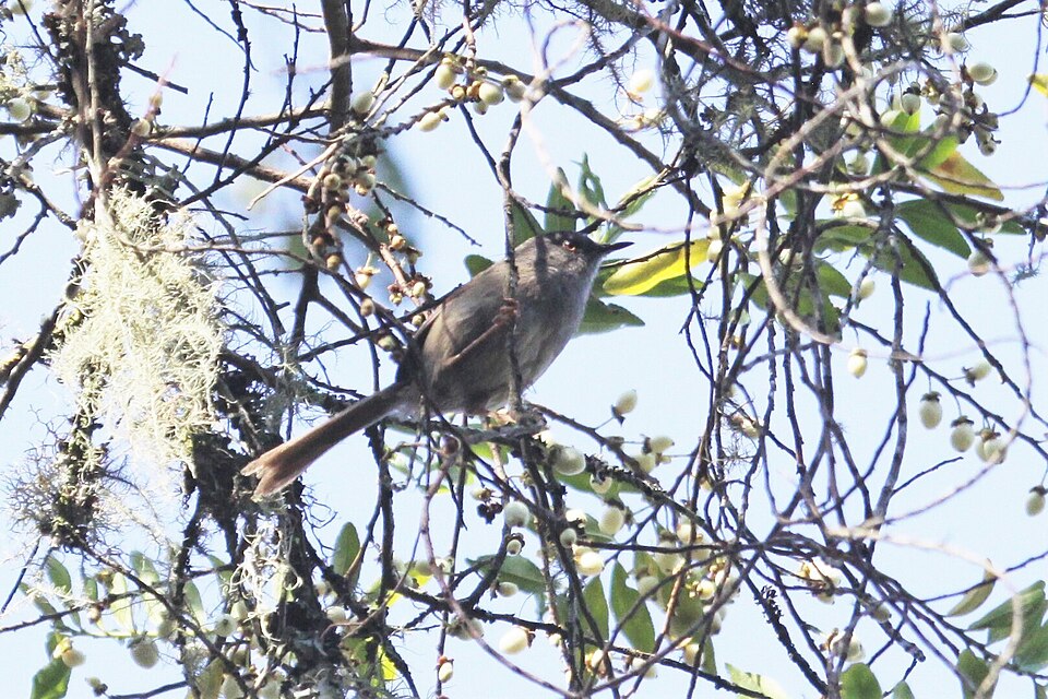 Roberts's Warbler
