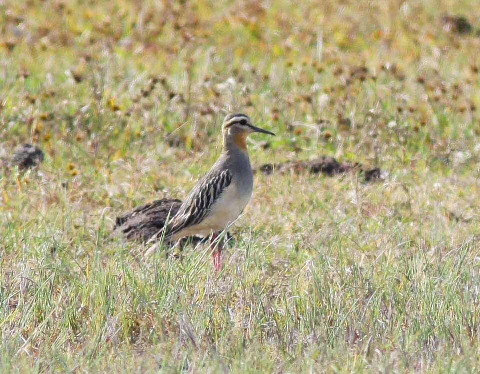 Tawny-throated Dotterel