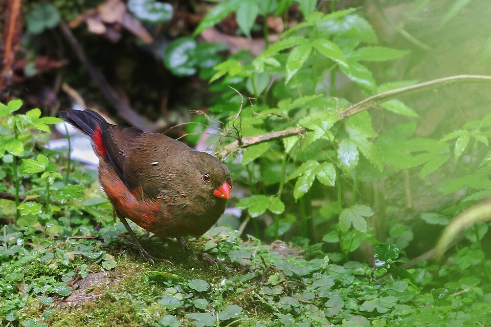 Mountain Firetail