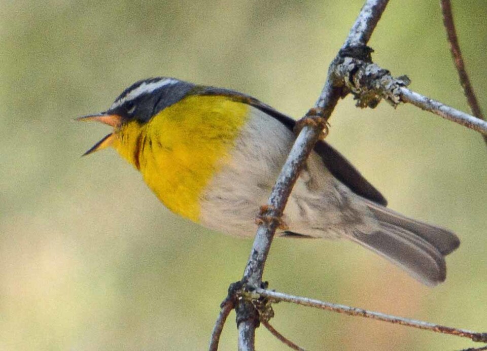 Crescent-chested Warbler