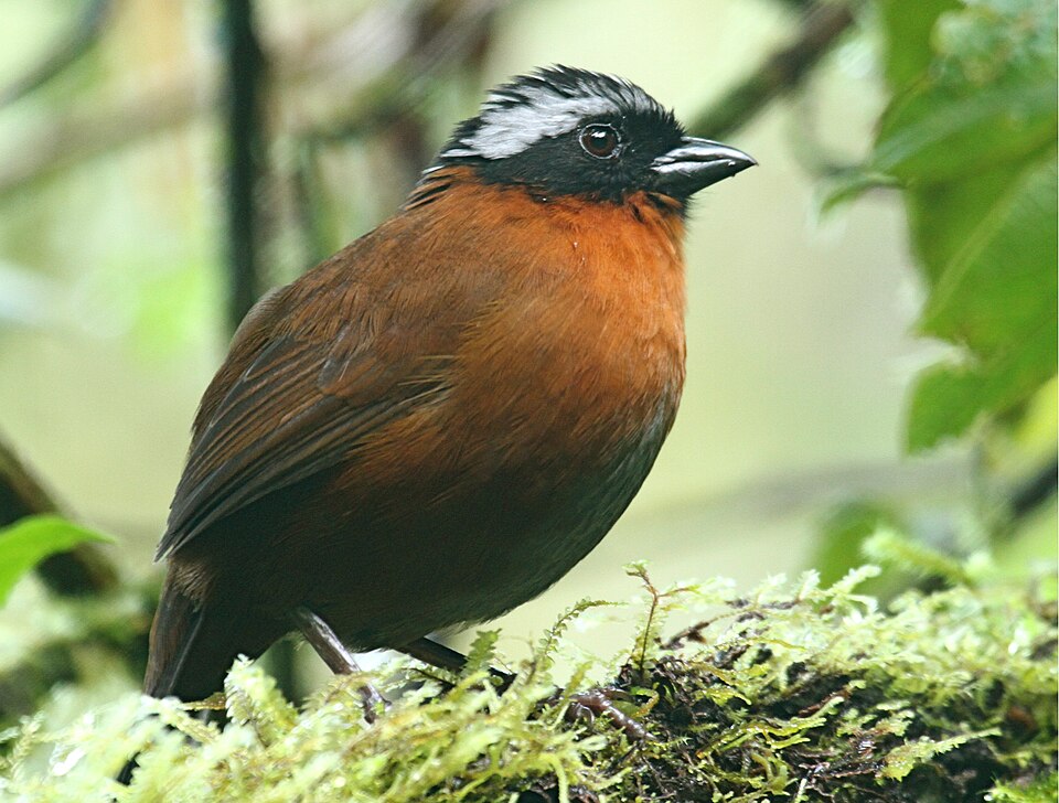 Tanager Finch