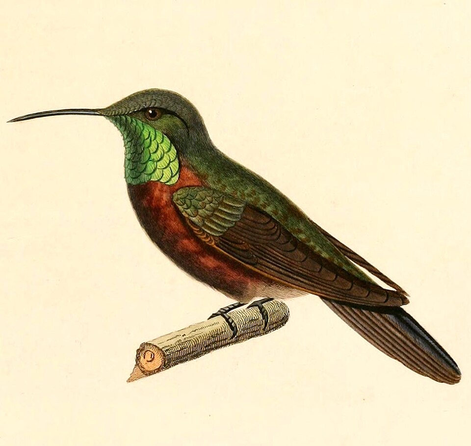 Wedge-tailed Hillstar