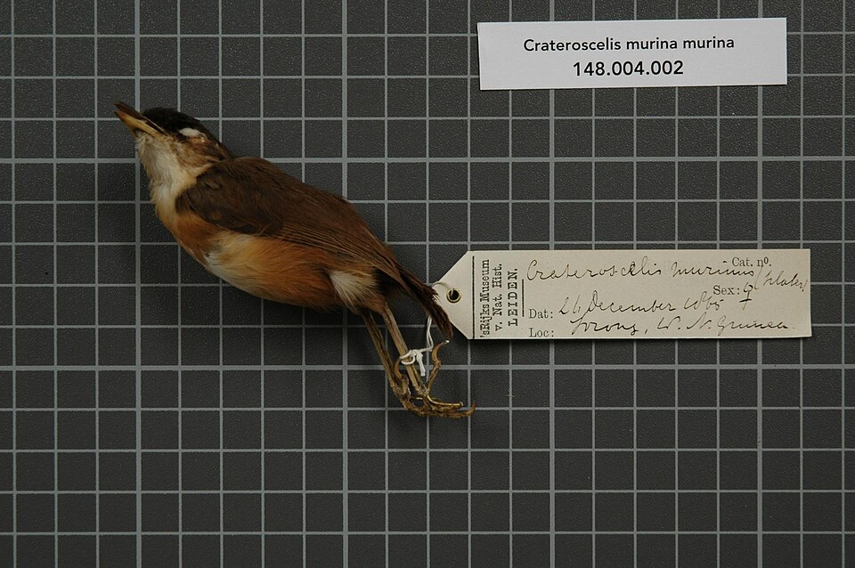 Rusty Mouse-warbler