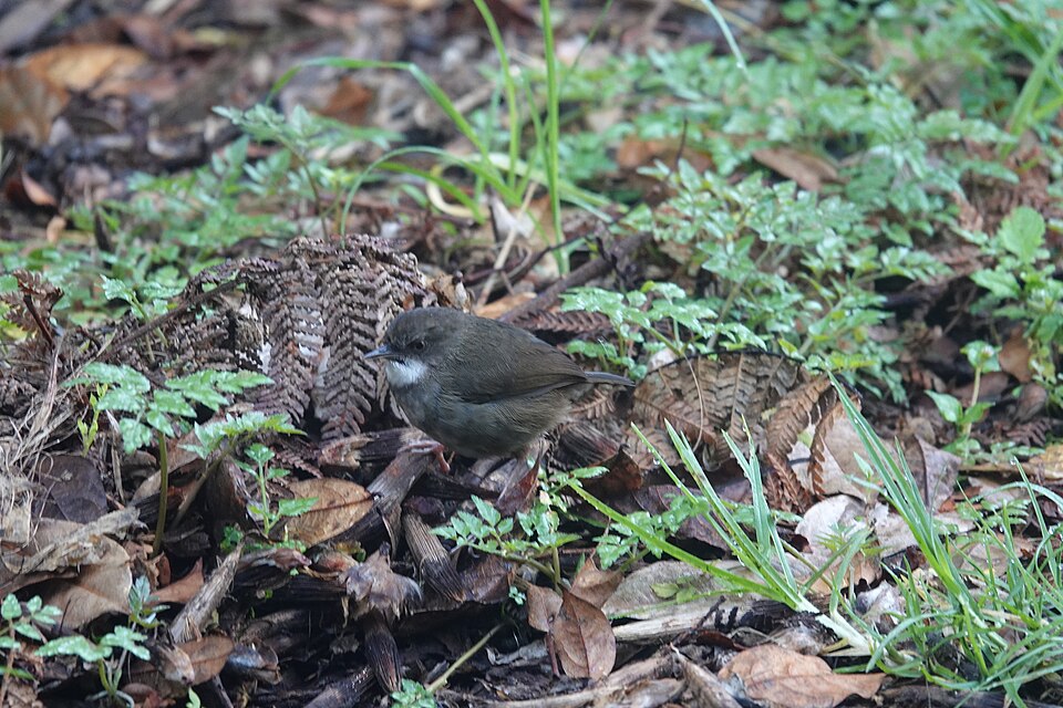 Mountain Mouse-warbler