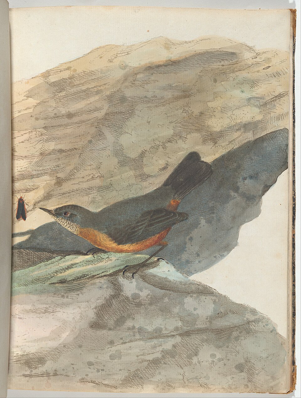 Rockwarbler
