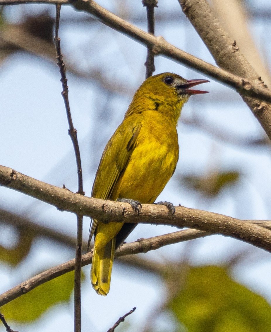 White-lored Oriole