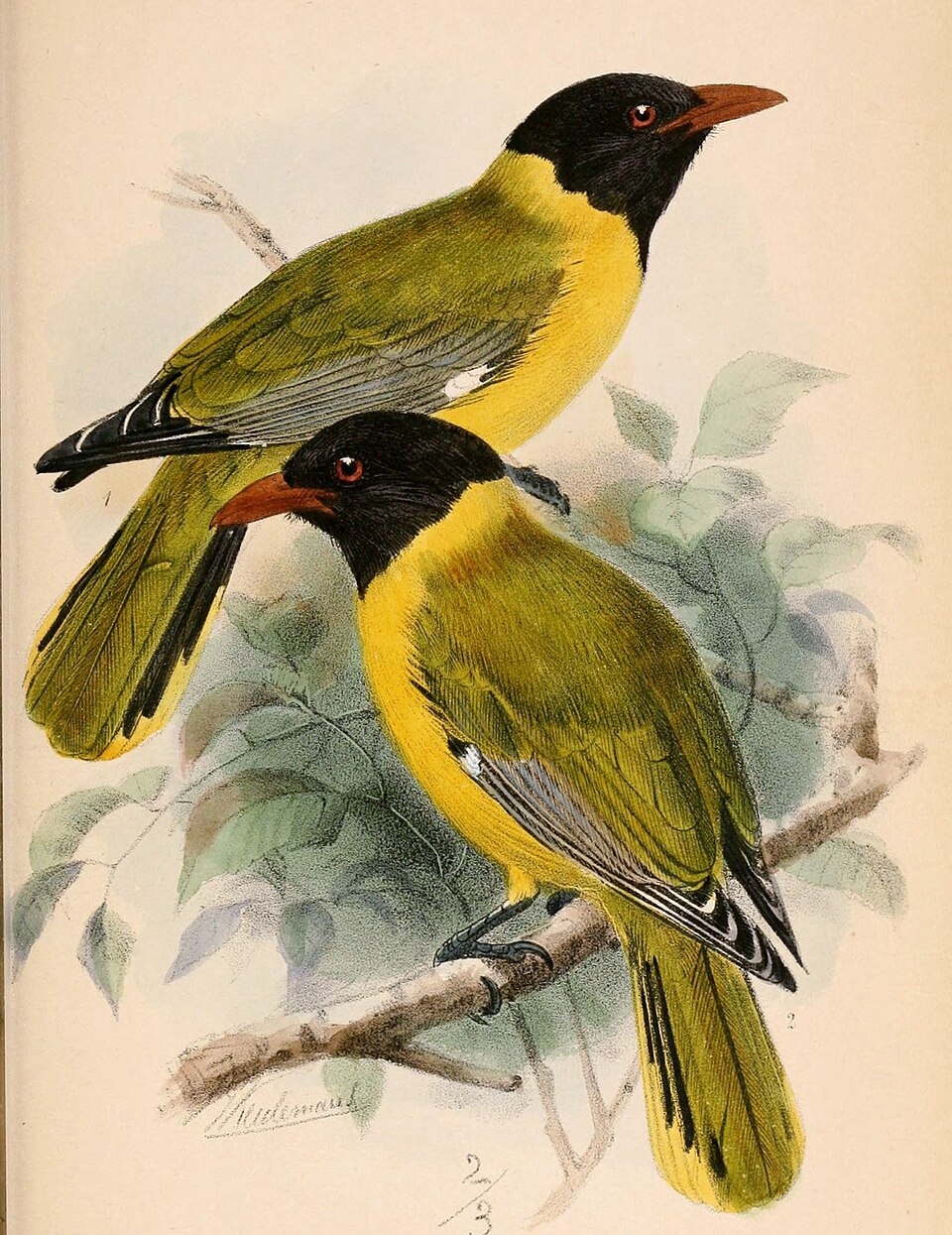 Western Oriole
