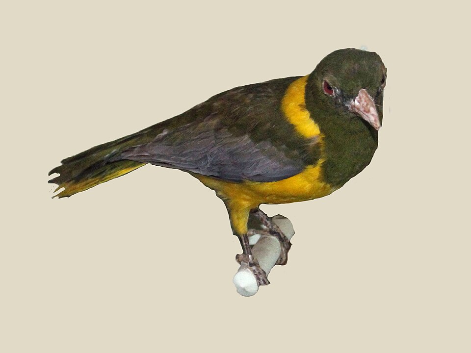 Green-headed Oriole