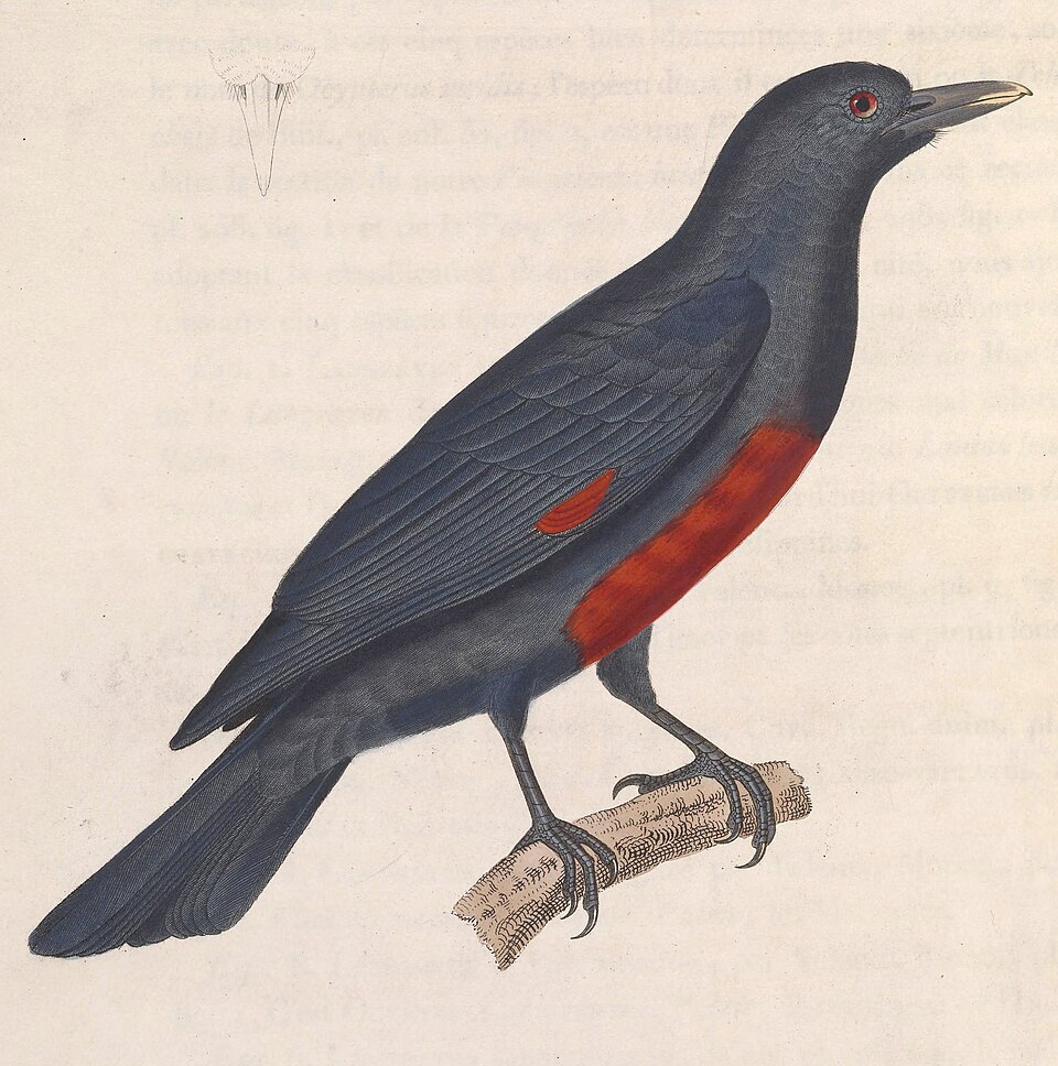 Black-and-crimson Oriole