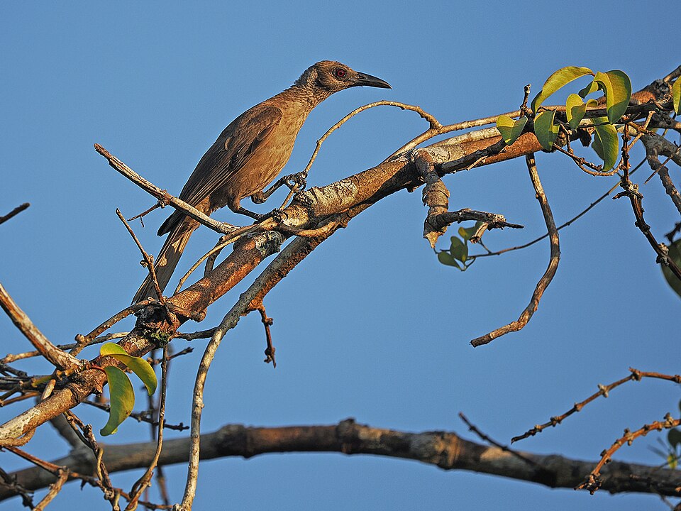 Tanimbar Oriole