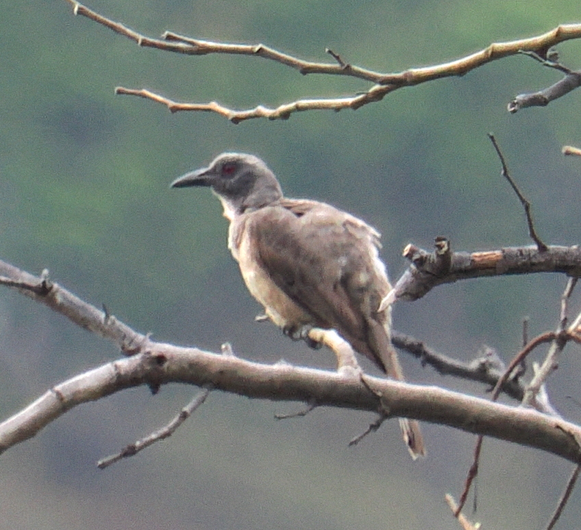 Wetar Oriole