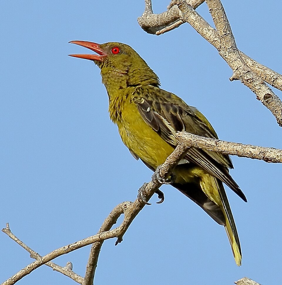 Green Oriole