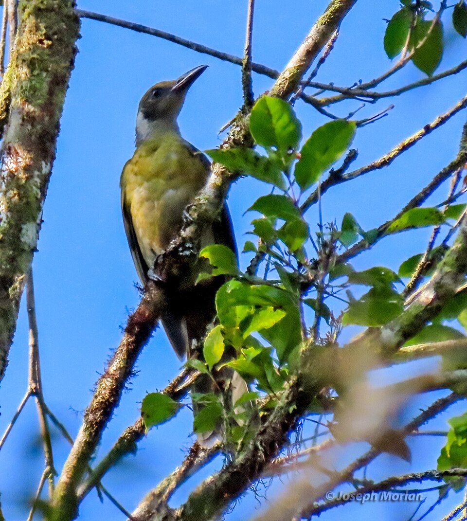 Grey-collared Oriole