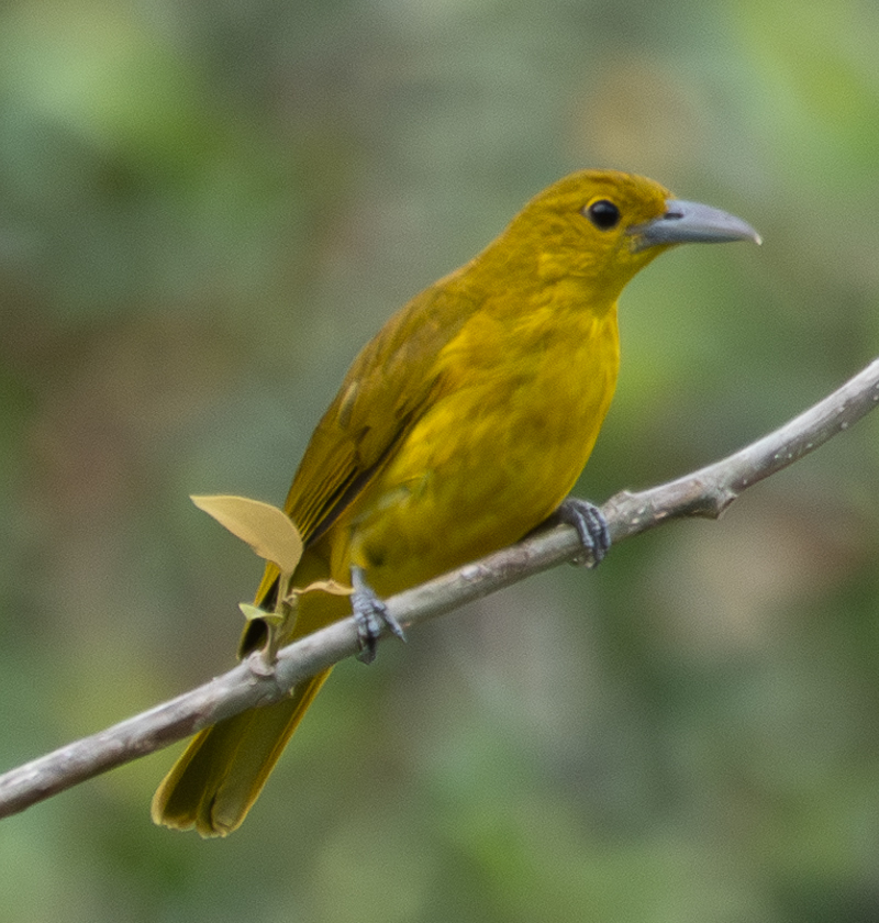 Isabela Oriole