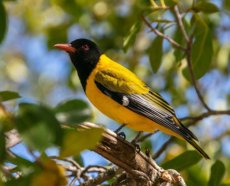 Black-headed Oriole