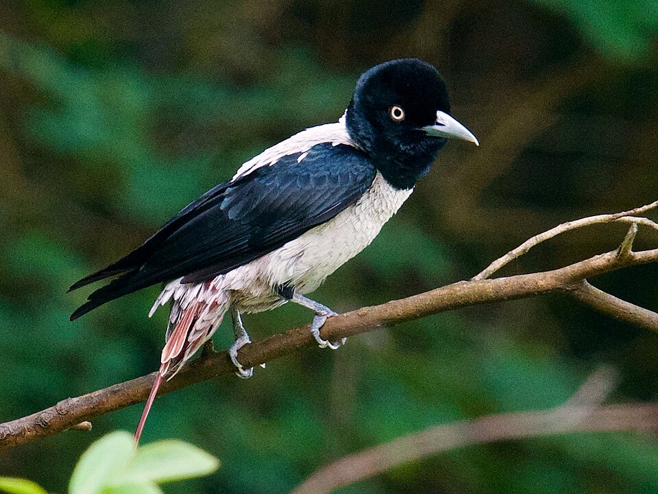 Silver Oriole