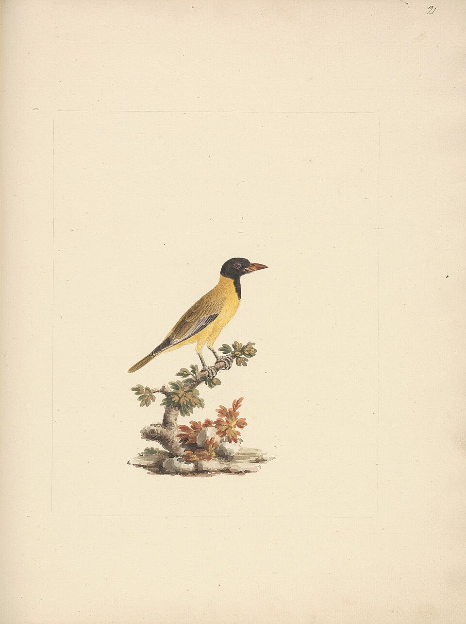 Ethiopian Oriole