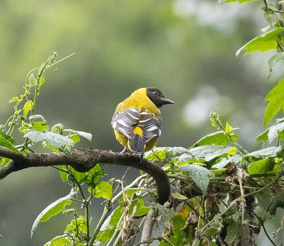 Mountain Oriole