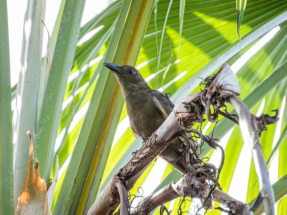 Dusky-brown Oriole