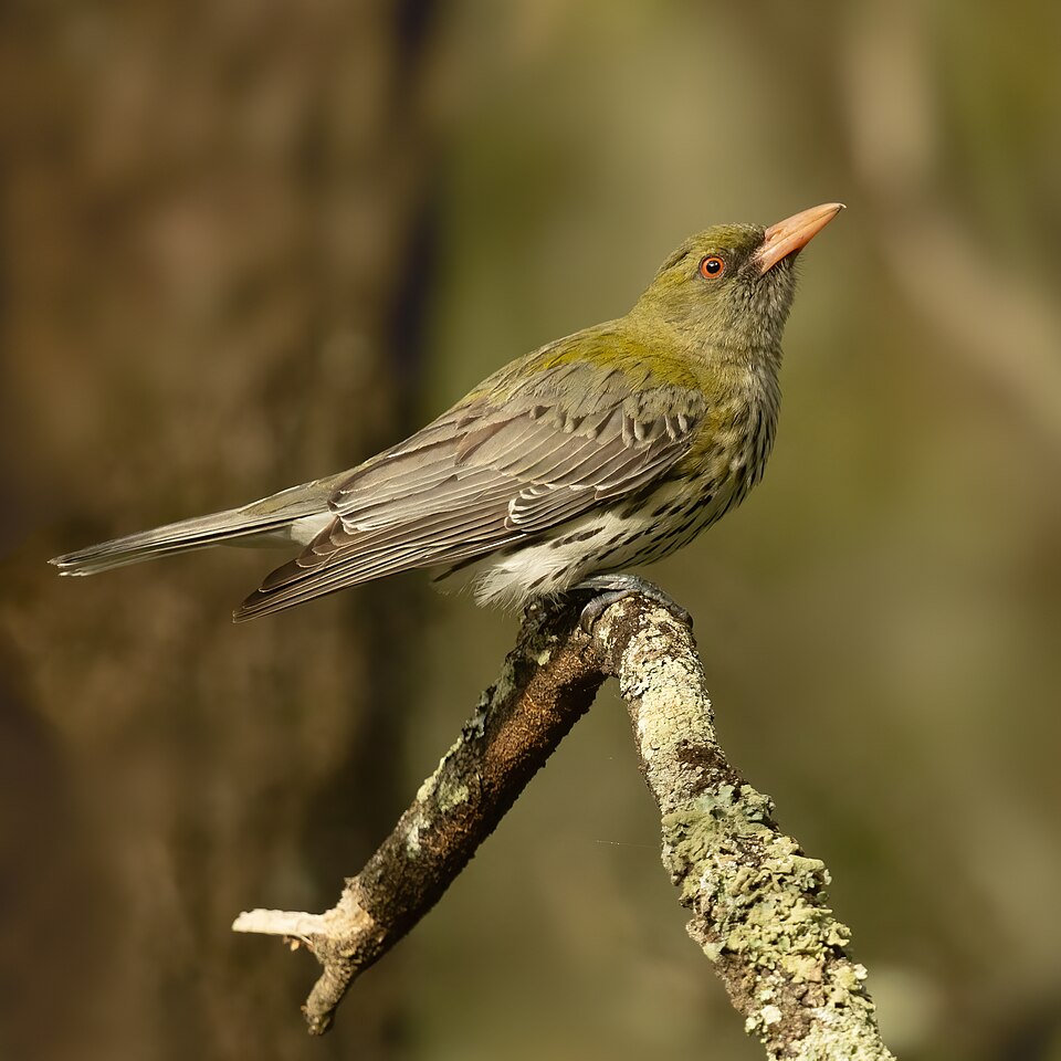 Olive-backed Oriole