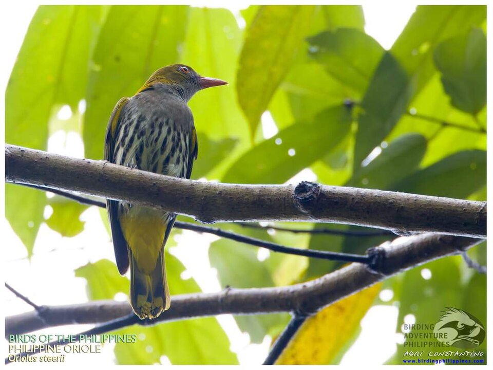 Philippine Oriole