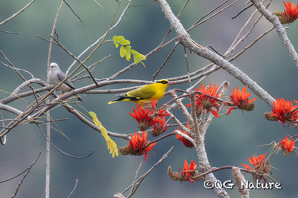 Slender-billed Oriole