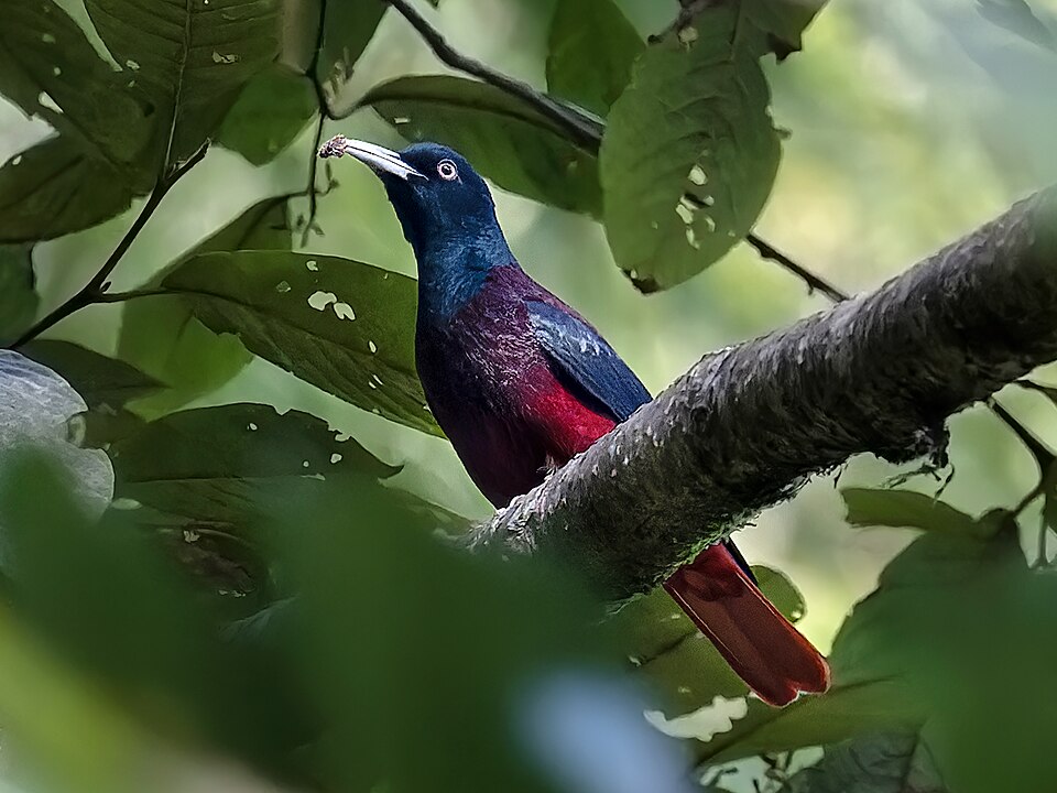 Maroon Oriole