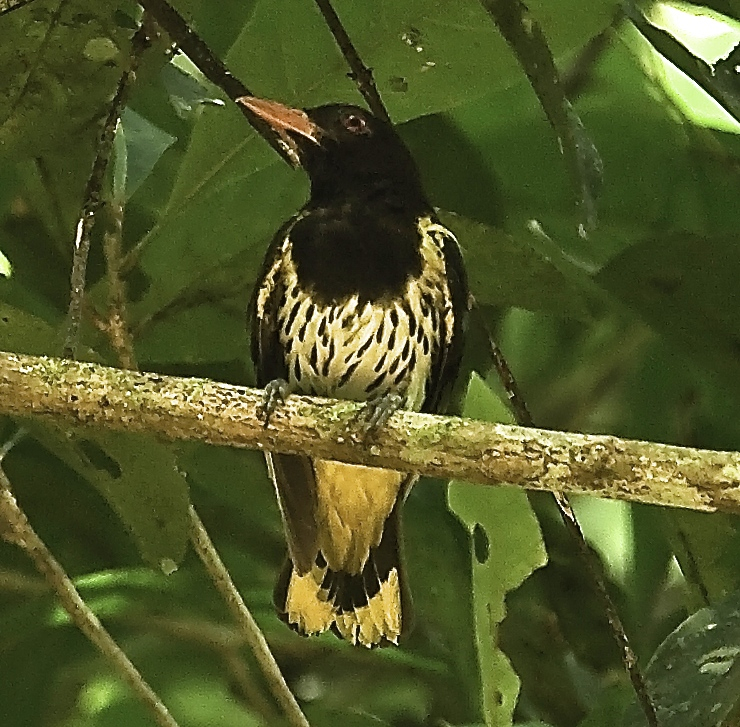 Dark-throated Oriole