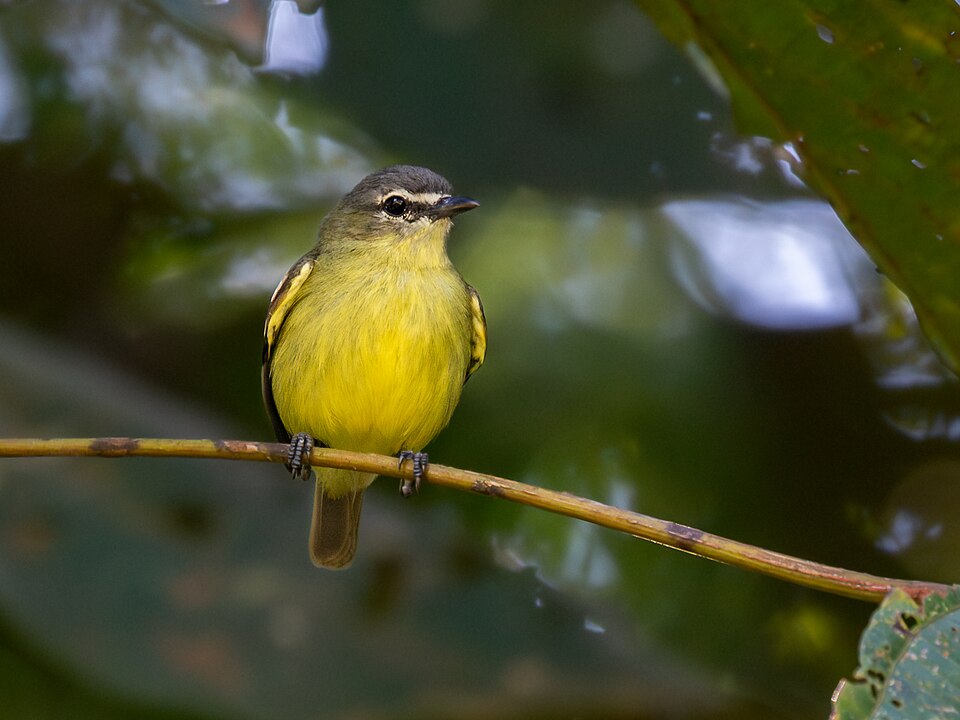 White-lored Tyrannulet