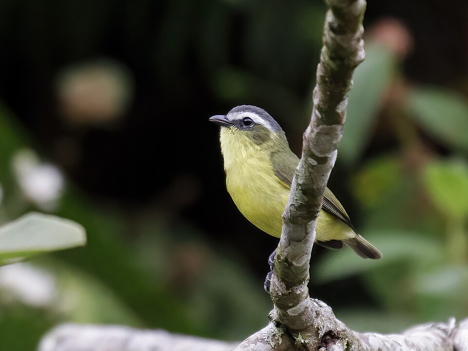 Yellow-bellied Tyrannulet