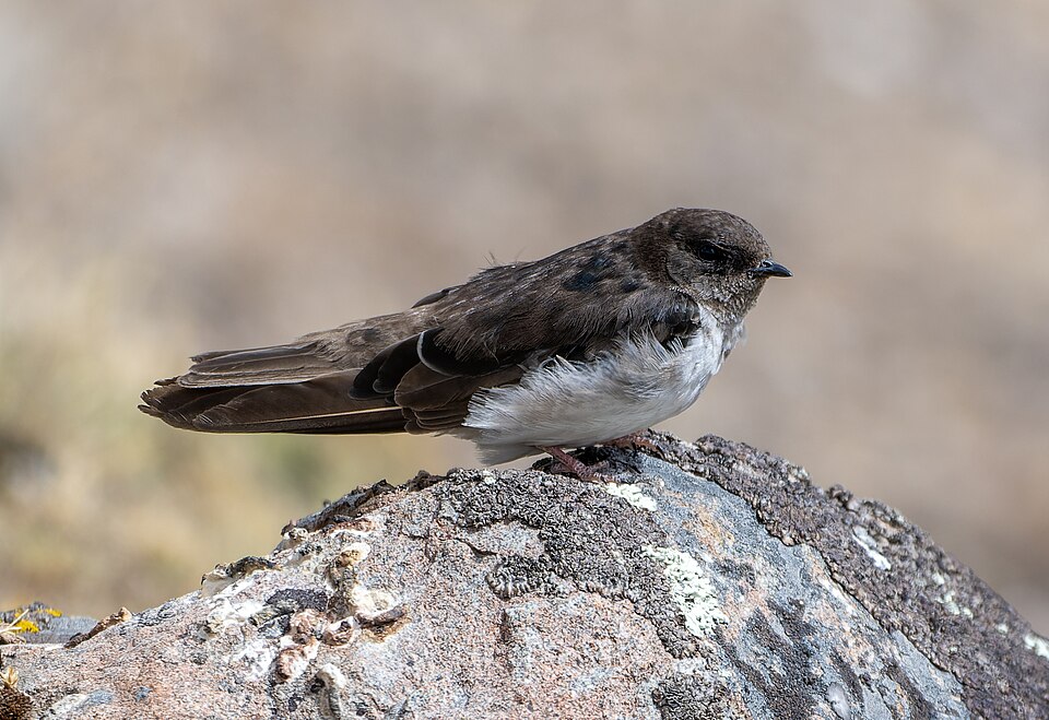Andean Swallow