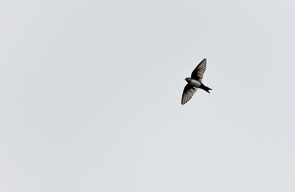 Pale-footed Swallow