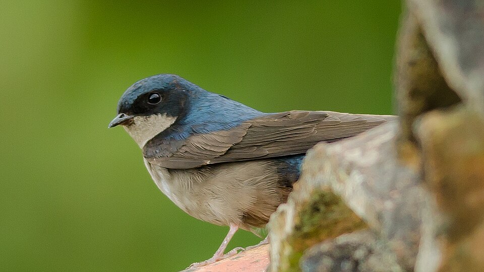 Brown-bellied Swallow
