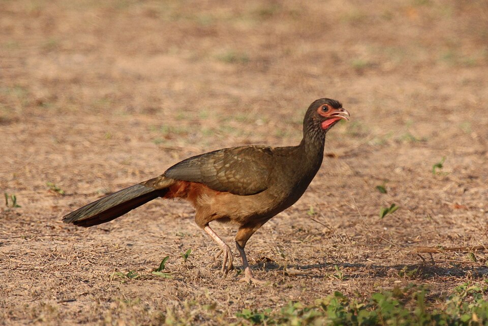 Chaco Chachalaca