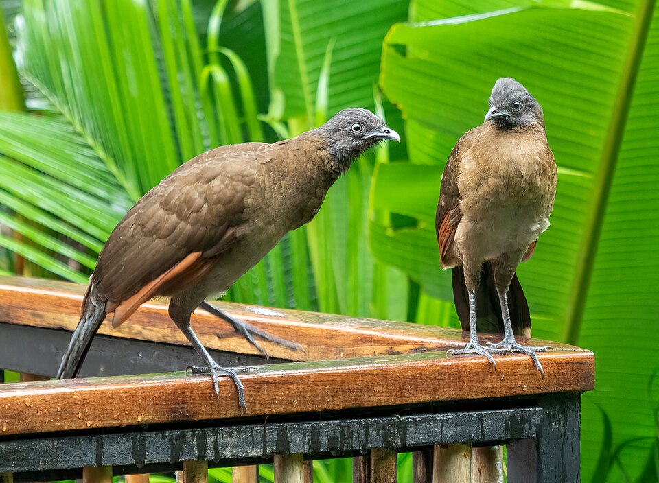 Grey-headed Chachalaca