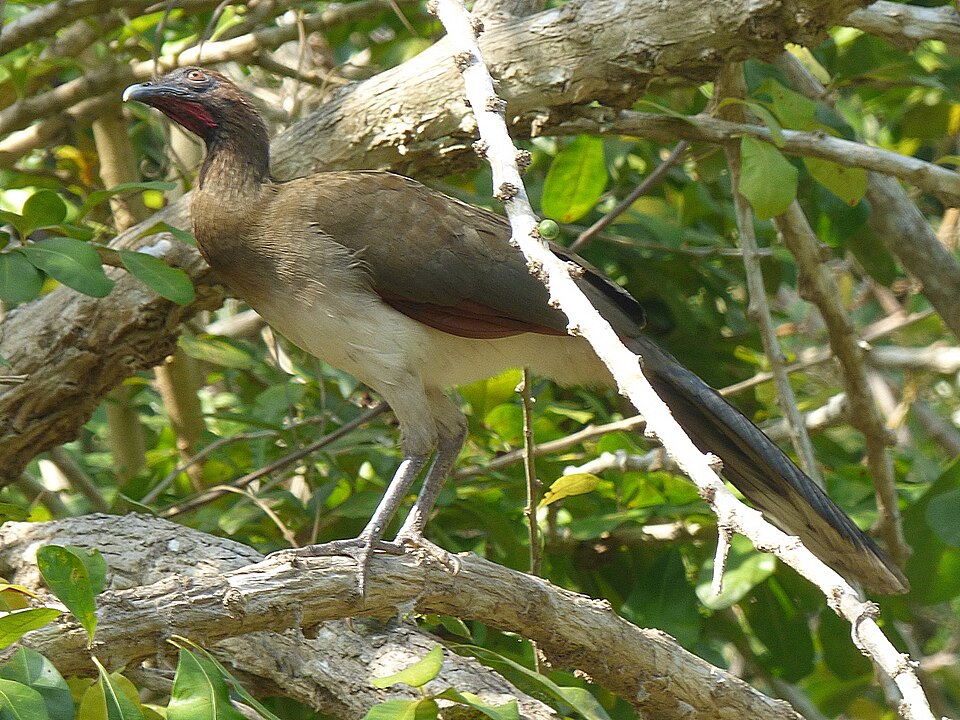 Chestnut-winged Chachalaca