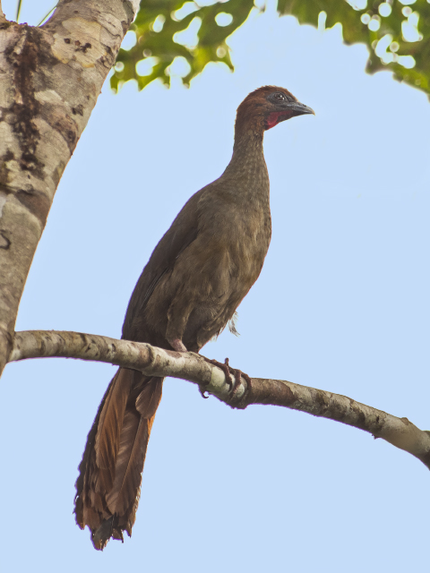 Little Chachalaca