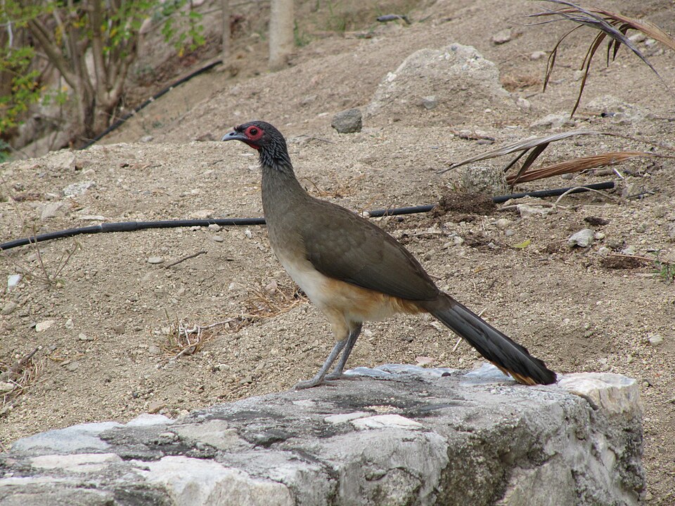 West Mexican Chachalaca