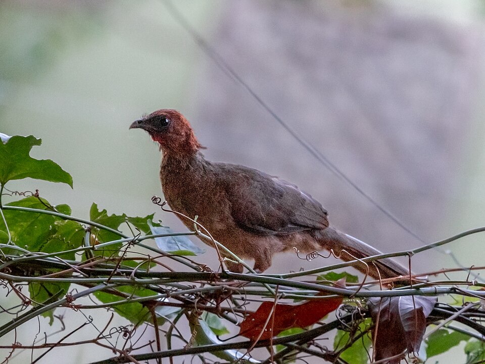 Chestnut-headed Chachalaca