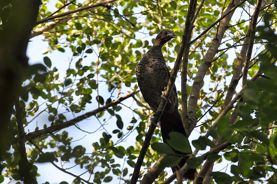 Scaled Chachalaca
