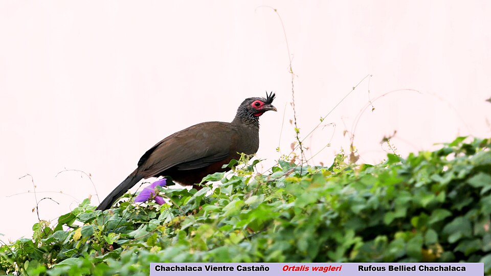 Rufous-bellied Chachalaca