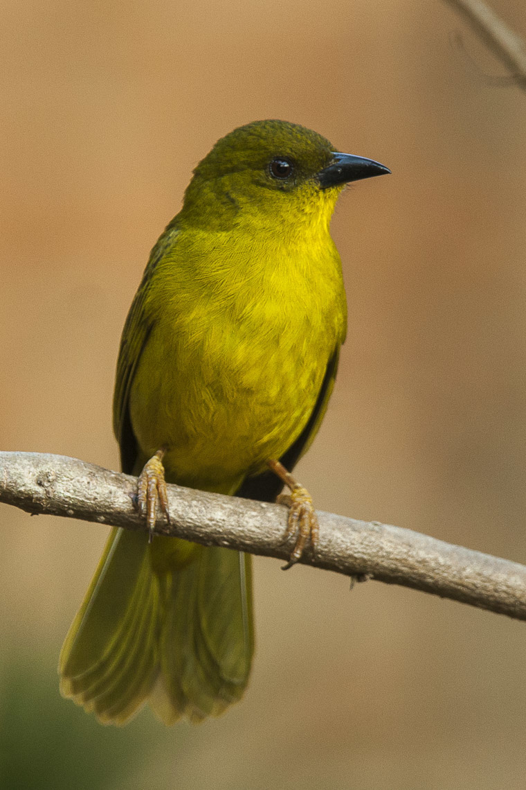 Olive-green Tanager