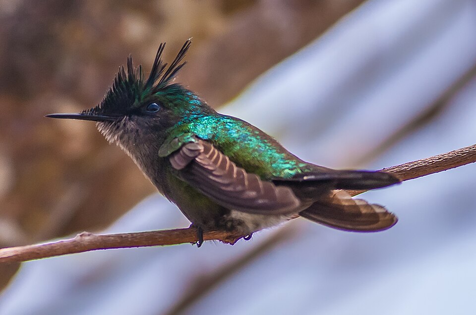 Antillean Crested Hummingbird